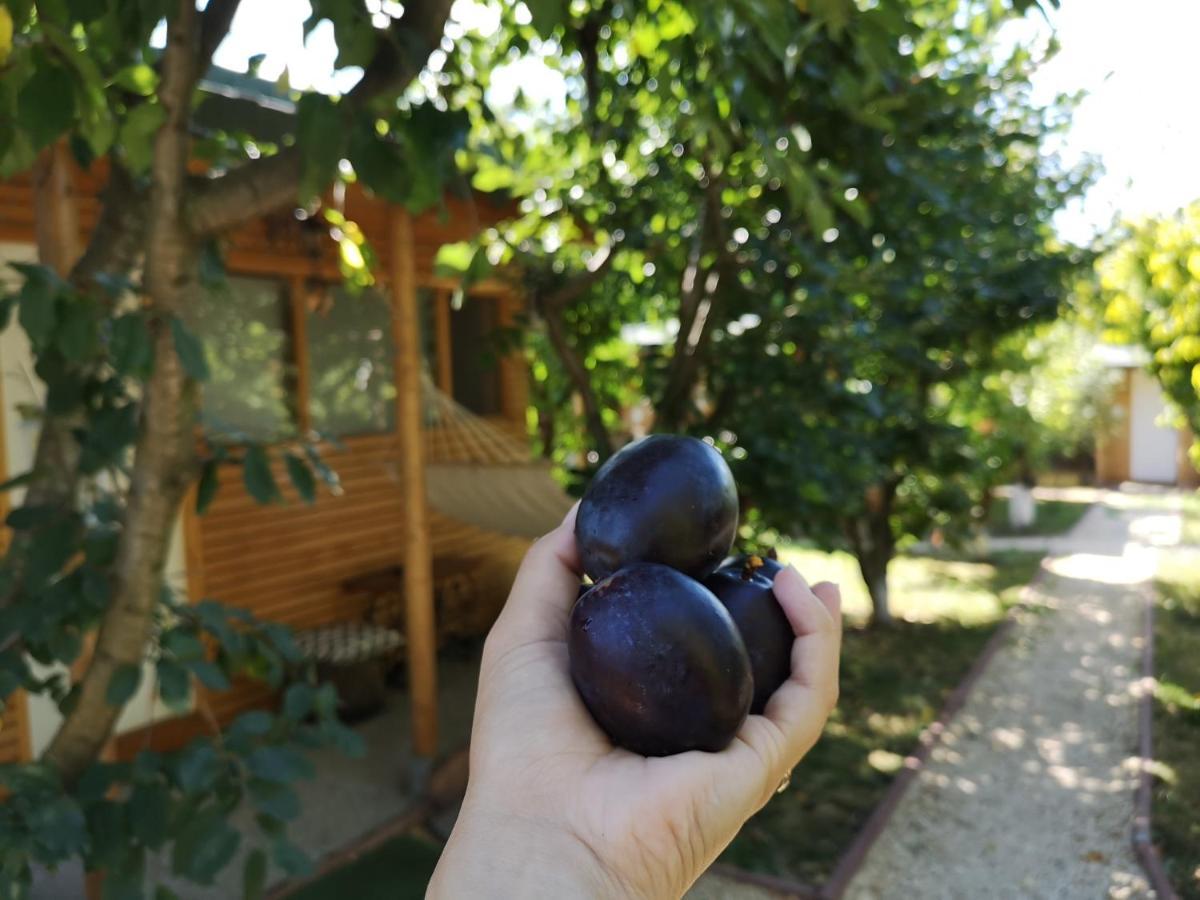 Relax Eaza - Casa Cu Hamac Villa Констанца Екстериор снимка